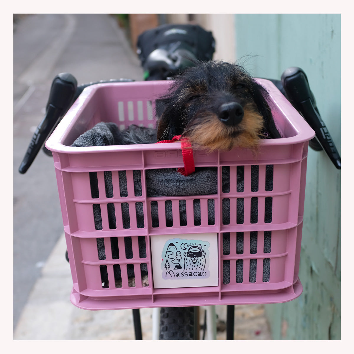 Uplaa et Ludo : Bikepacking avec un Teckel